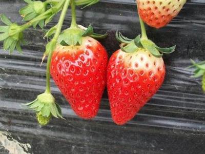 章姬草莓苗供应/圣和园艺场