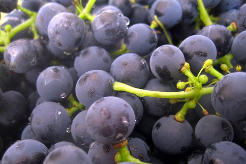 葡萄巨峰葡萄有机葡萄采摘园无公害葡萄礼盒装葡萄