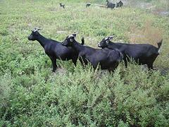 草根牧业销量好的黑山羊种羊供应——马山黑山羊种羊