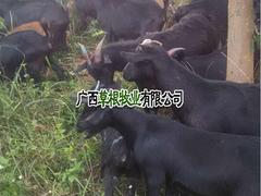 南宁努比亚黑山羊：物超所值的努比亚黑山羊供应尽在草根牧业