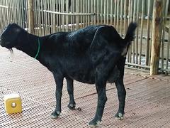 广西黑山羊种羊批发商：南宁黑山羊种羊养殖场