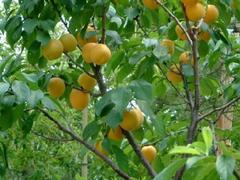 山东杏树苗：供应山东优质的杏树苗