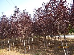 热销的挪威槭‘红国王’，山东品种好的挪威槭‘红国王’供应