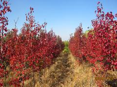 哪里种植北美红枫：大量出售优质北美红枫