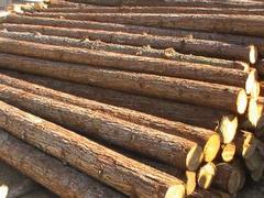浚县木材_鹤壁地区划算的浚县木材加工