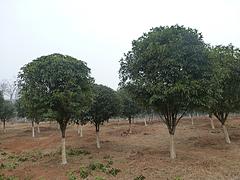 灵川桂花树|超值的桂林桂花树出售