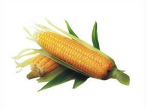 许昌物超所值的玉米批发供应——许昌天意收购