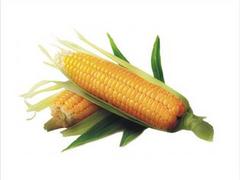 玉米收购供应商 许昌热销的玉米批售