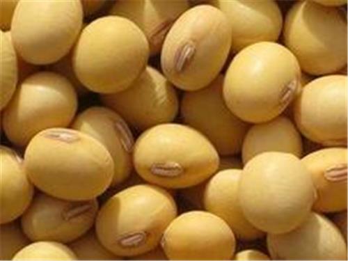 哪儿有高质量的大豆批发市场：许昌大豆专卖店
