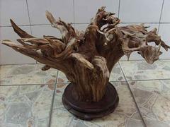 品种好的海南沉香种植出售——儋州沉香树