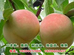 青州晚熟桃苗 超值的晚熟桃苗出售
