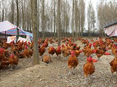 要买口碑好的川芎鸡，成都金乡农业是besz|台湾川芎鸡