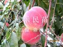【看过来！】山东-潍坊-青州【映霜红新品种桃苗】种植范围广