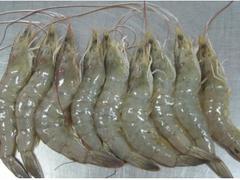 厂家直销特惠南美白虾——南美白虾多少钱
