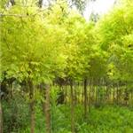 重庆北方常绿大乔木|供应山东无病虫害的黄金槐