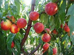 品种纯的油桃桃苗出售，出售油桃桃苗
