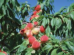 桃树苗种植：在哪能买到质量好的高产桃树苗