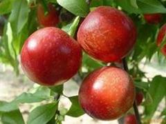 产量高的香山红桃苗 质量好的香山红桃苗出售