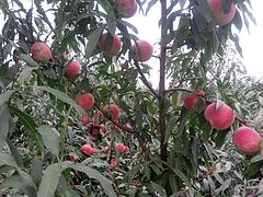 优育的香山红桃苗出售 中国香山红
