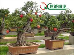 石榴盆栽——供应河南销量佳的石榴盆景