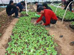 山东蔬菜种植技术员培训专业机构|青岛蔬菜种植技术员培训