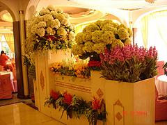 为您推荐受欢迎的花卉植物租赁|杭州商场绿植