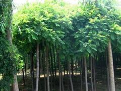 丝锦木专业供应商 易种植丝锦木