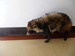 实惠的银狐供应尽在世通皮毛动物养殖场：特色银狐