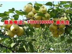 梨种植——实惠的焦溪蜜梨天华信息供应