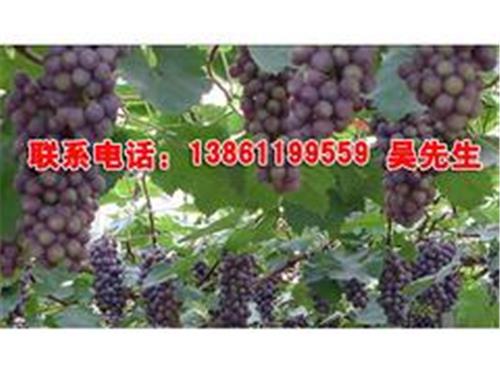 常州哪里有供应焦溪夏黑葡萄，贵州夏黑葡萄
