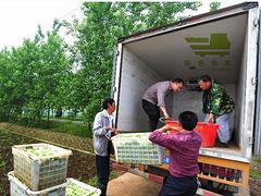 武汉食堂食材配送承包——选食堂原材料供应找绿色快车