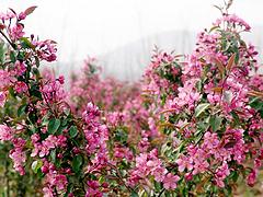 病虫害低的西府海棠出售，大量批发樱花