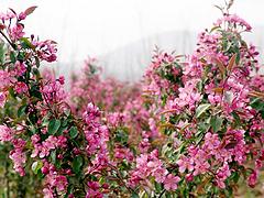 山东规模大的菊花造型生产基地_菊花造型销售价格