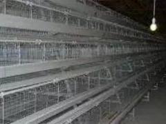 鸡笼出售，供应潍坊有品质的鸡笼