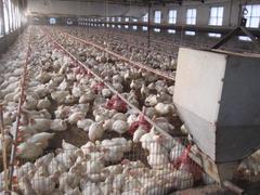 阳光温控设备出售专业的肉鸡料线 青州料线肉鸡