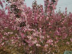 黑龙江樱花——哪家樱花品种好