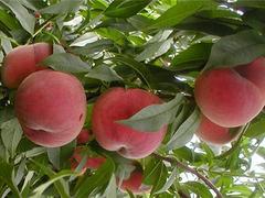 桃树苗批发|优质大叶蜜桃苗就在巨春果树苗木