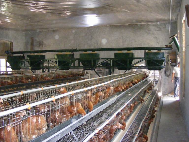 【叮咚】鸡舍自动喂料机【鸡舍自动喂料机价格】山东肉鸡养殖设备