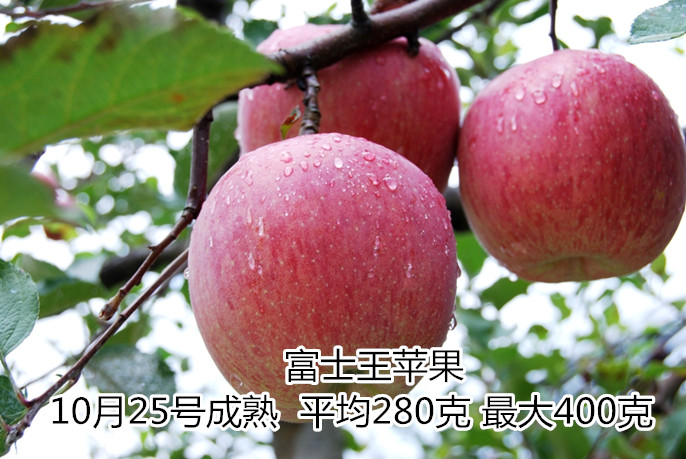 【双十一脱单礼】泰安红将军苹果苗品种基地