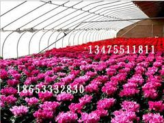 花卉温室大棚设计厂家，有品质的花卉温室大棚建设推荐