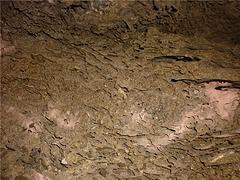 周到的挖蚁巢——称心的挖蚁巢就在福州