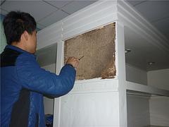 独具特色的白蚁防治就在福州_专业的白蚁防治