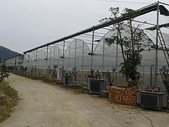 供应集约化蔬菜育苗温室——哪里有提供好用的福建智能温室大棚