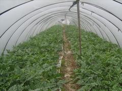 黑土农科出售有品质的蔬菜育苗基质|龙岩穴盘育苗基质