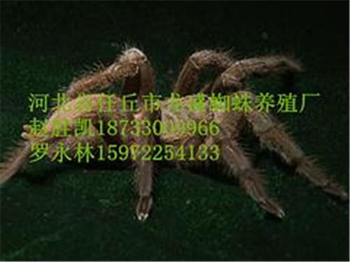 沧州知名的蜘蛛养殖提供商_中国蜘蛛