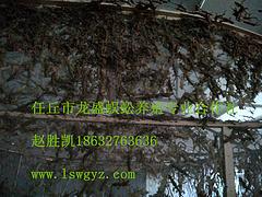 沧州哪里有具有口碑的河北省任丘市龙盛蜈蚣养殖专业合作社，壁虎养殖价格超低