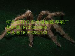 要买价格超值的蜘蛛养殖，龙盛蜈蚣养殖是besz_母体蜘蛛技术