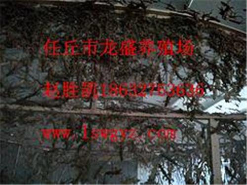 低价壁虎加盟——沧州区域优质的任丘市龙盛养殖场