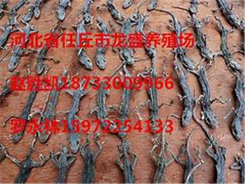 甘肃河北省壁虎养殖 沧州超值的壁虎养殖·厂家直销