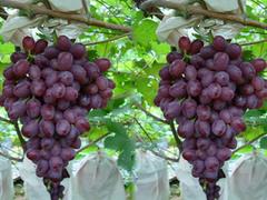失富罗莎葡萄苗怎么样——徐州有哪些口碑好的葡萄种植基地